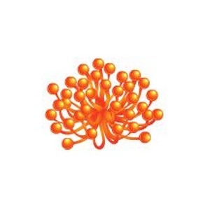 Orange Bead Coral